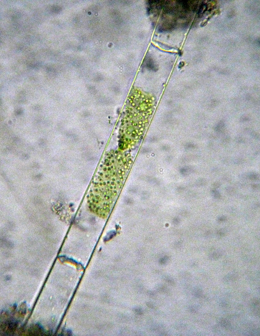 Mougeotia recurva, forse